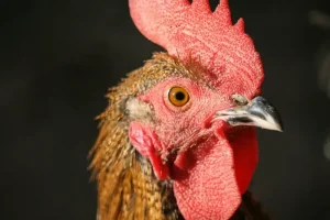Wpływ aminokwasów na zdrowie drobiu